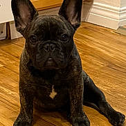 Jj Ferrell is registered to the contest to win money with this photo: animal, brindle, canine, companion, curious, cute, dog, domestic, ears, face, flooring, french_bulldog, house, indoor, looking, pet, puppy, sitting, wooden_floor, young