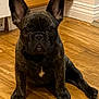 animal, brindle, canine, companion, curious, cute, dog, domestic, ears, face, flooring, french_bulldog, house, indoor, looking, pet, puppy, sitting, wooden_floor, young