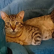 Max Mcgee joined the competition — help win amazing prizes! cat, tabby_cat, feline, pet, animal, indoor, couch, furniture, blue, striped, relaxed, alert, closeup, whiskers, ears, eyes, nose, paw, domestic, resting