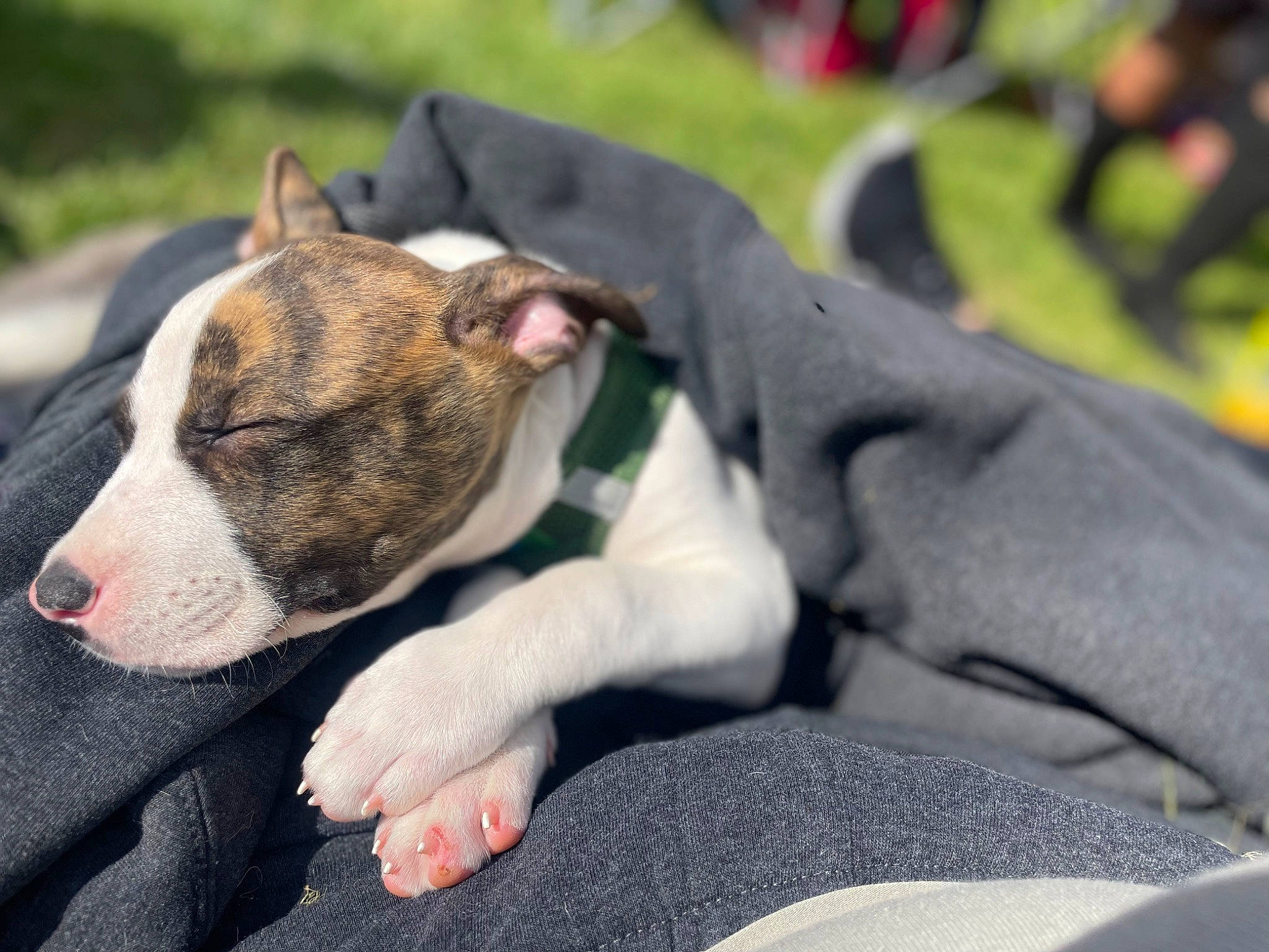 Kayto joined the competition — help win amazing prizes! bull_terrier, canidae, carnivore, comfort, companion_dog, dog, dog_breed, fawn, grass, nap, non_sporting_group, paw, puppy, snout, sporting_group, street_dog, terrestrial_animal, terrier, whiskers, working_animal
