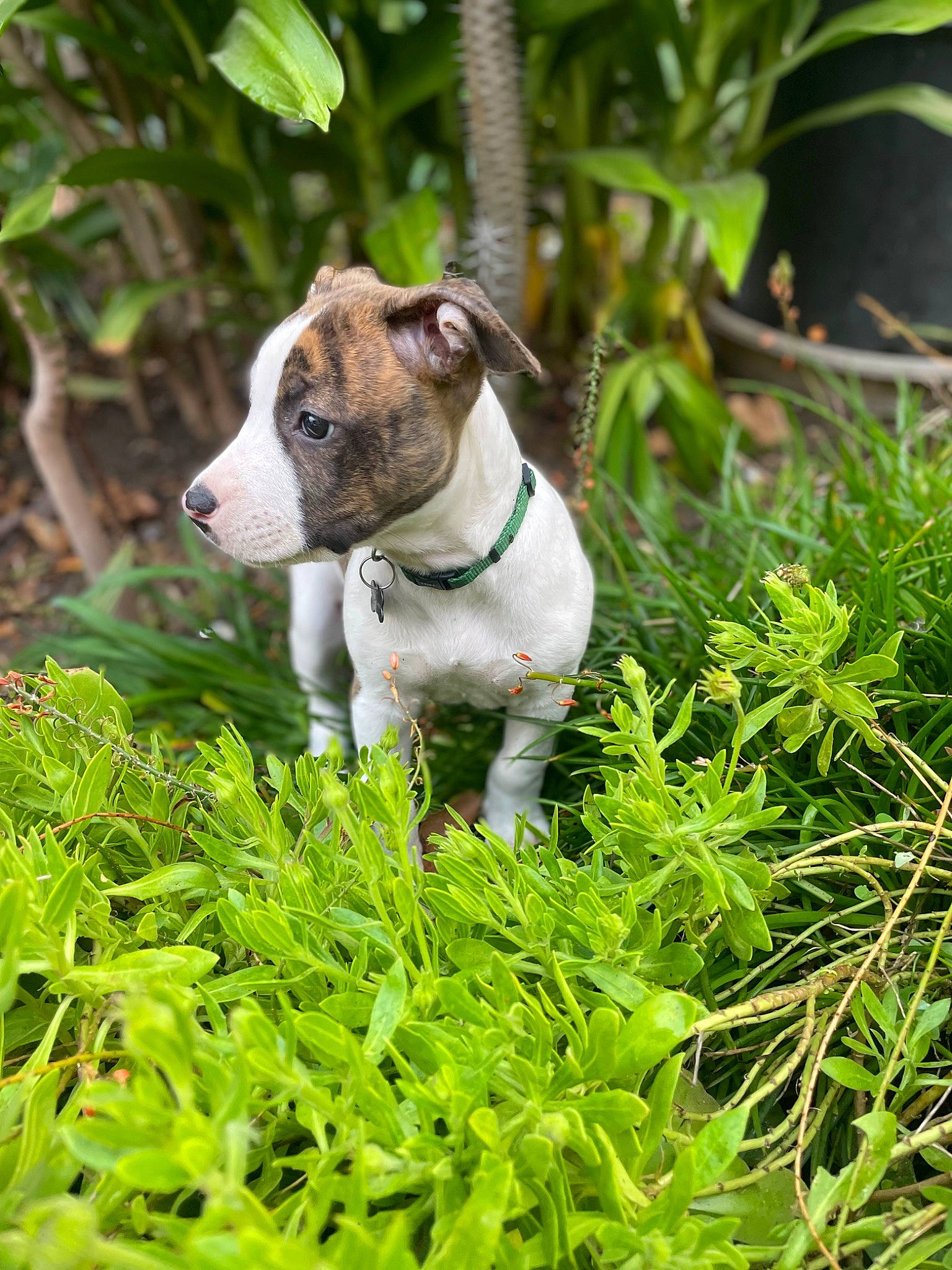Kayto is registered to the contest to win money with this photo: carnivore, collar, companion_dog, dog, dog_breed, dog_collar, fawn, grass, groundcover, herb, pet_supply, plant, snout, sporting_group, tail, terrestrial_animal, terrestrial_plant, terrier, whiskers, working_animal