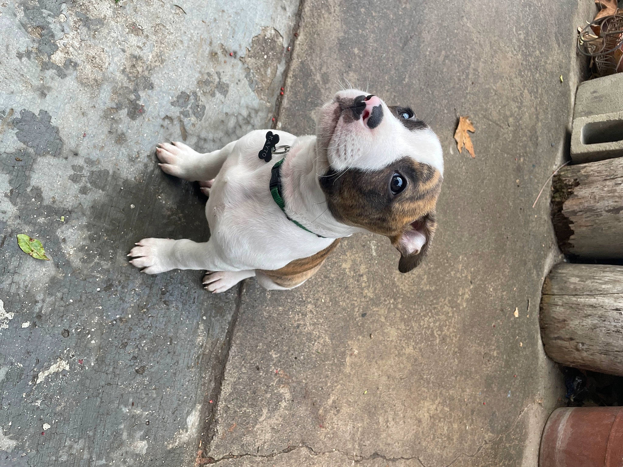 Kayto is registered to the contest to win money with this photo: asphalt, canidae, carnivore, collar, companion_dog, concrete, dog, dog_breed, dog_collar, dog_supply, fawn, leash, pet_supply, pug, road, road_surface, shadow, sidewalk, sporting_group, working_animal