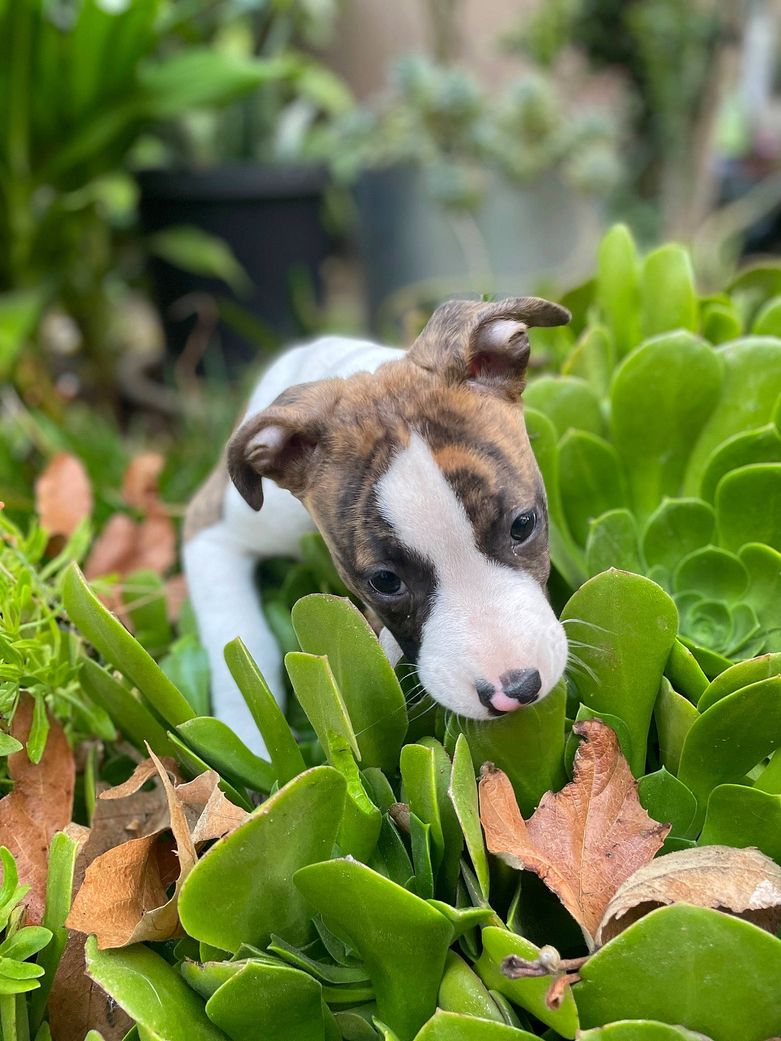 Kayto joined the competition — help win amazing prizes! canidae, carnivore, companion_dog, dog, dog_breed, fawn, garden, grass, groundcover, herb, irishjacks, plant, puppy, snout, sporting_group, terrestrial_animal, terrestrial_plant, wildlife, working_animal