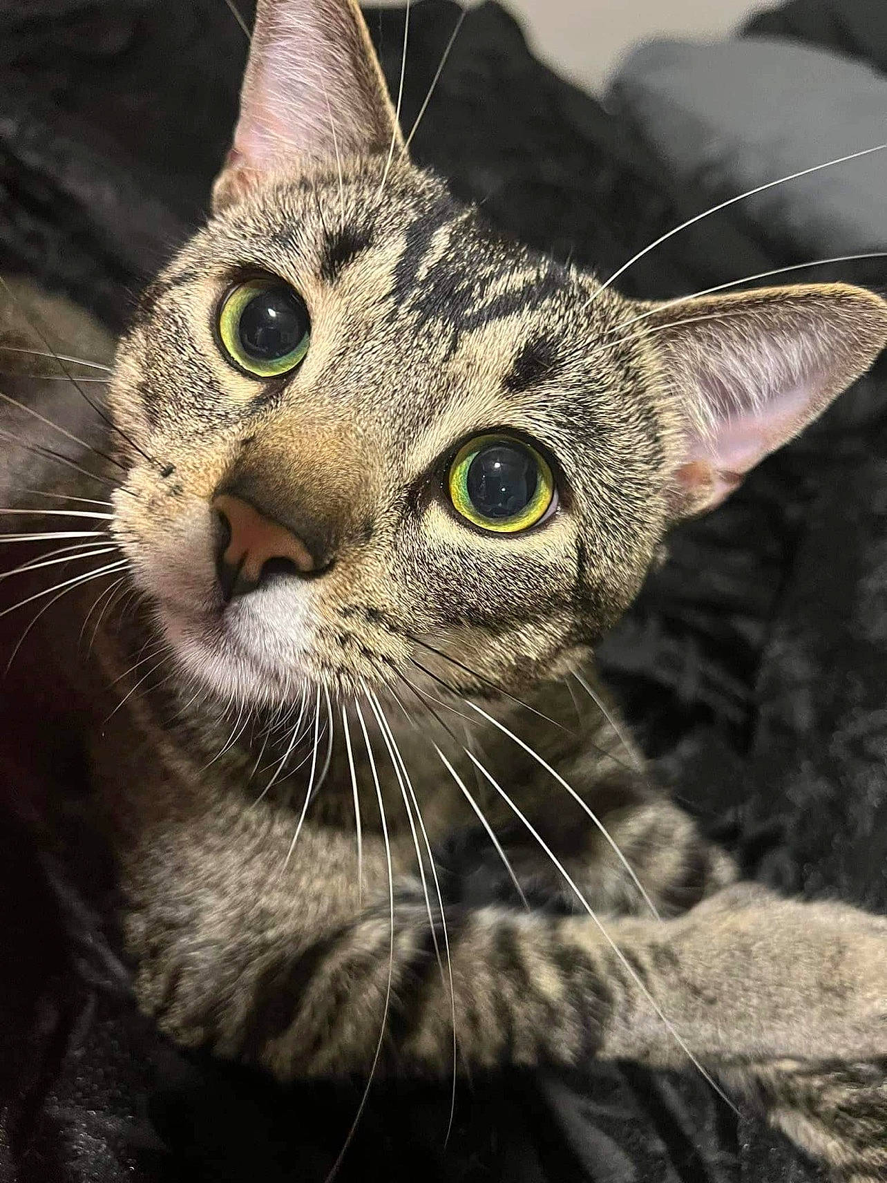 Jake is registered to the contest to win money with this photo: carnivore, cat, close_up, curious, domestic_short_haired_cat, ear, felidae, fur, grass, plant, small_to_medium_sized_cats, snout, terrestrial_animal, tree, whiskers, wildlife, window