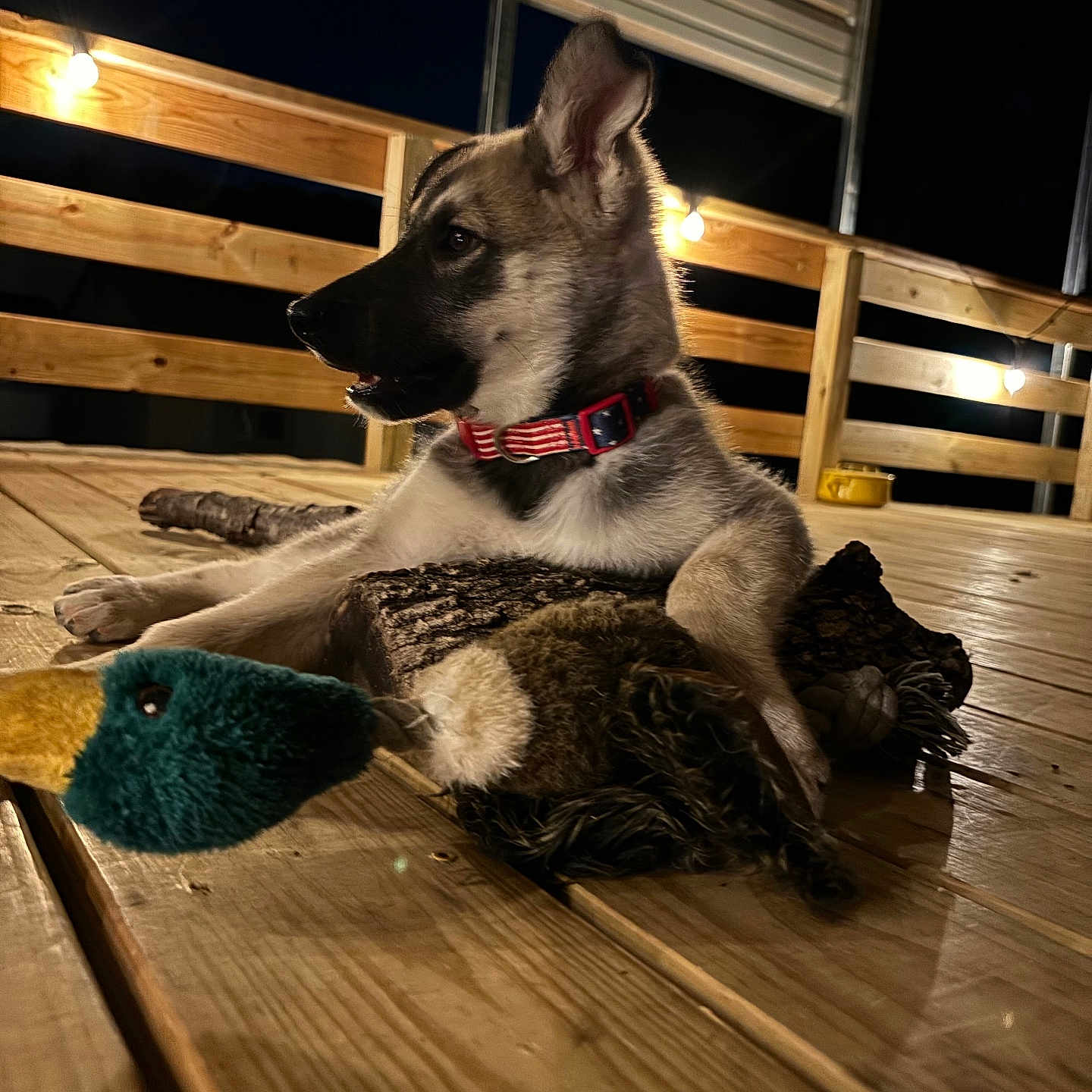 Hunter is registered to the contest to win money with this photo: animal, collar, cute, dog, domestic_animal, ears, evening, fur, night, outdoor, pet, playful, plush_toy, puppy, resting, side_view, string_lights, toy, wood, wooden_deck