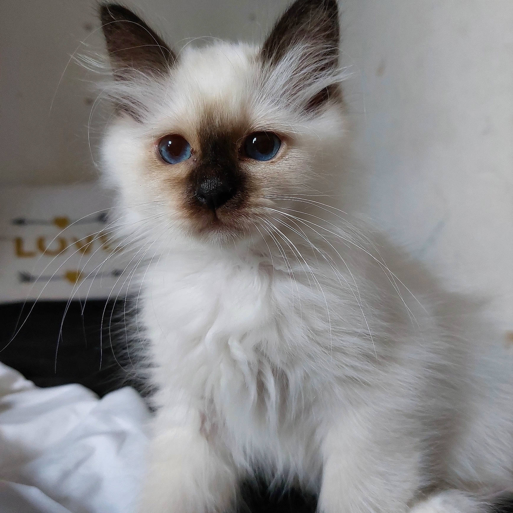 Taïko participe au concours pour gagner de l'argent avec cette photo : balinese, birman, carnivore, cat, eye, fawn, felidae, fur, head, iris, pet_supply, siamese, small_to_medium_sized_cats, snout, tail, terrestrial_animal, thai, whiskers