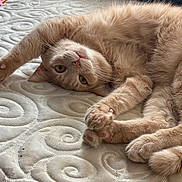 Tweek is registered to the contest to win money with this photo: animal, beige_cat, cat, close_up, curled_tail, cute, feline, fluffy, indoor, laying_down, mattress, paws, pet, pink_paw_pads, relaxed, sleepy, soft_fur, stretching, textured_surface, whiskers