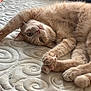 animal, beige_cat, cat, close_up, curled_tail, cute, feline, fluffy, indoor, laying_down, mattress, paws, pet, pink_paw_pads, relaxed, sleepy, soft_fur, stretching, textured_surface, whiskers