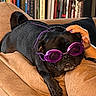 Garth Samuel joined the competition — help win amazing prizes! dog, pug, black_dog, goggles, purple_goggles, couch, sofa, bookshelf, books, hand, indoor, pet, relaxed, animal, furniture, cozy, living_room, resting, wearing_accessory, cute
