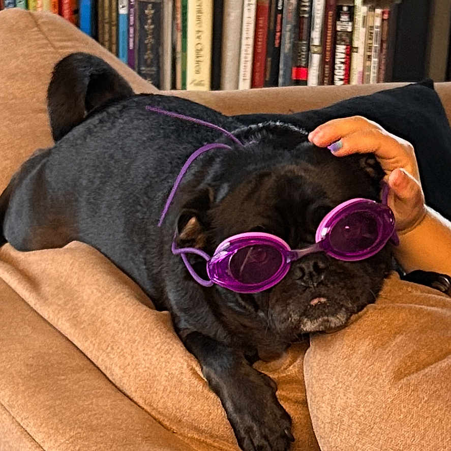 Garth Samuel joined the competition — help win amazing prizes! dog, pug, black_dog, goggles, purple_goggles, couch, sofa, bookshelf, books, hand, indoor, pet, relaxed, animal, furniture, cozy, living_room, resting, wearing_accessory, cute