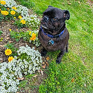 Garth Samuel is registered to the contest to win money with this photo: dog, pug, black_dog, pet, grass, flowers, yellow_flowers, white_flowers, garden, outdoor, nature, collar, tag, animal, cute, small_dog, sitting, greenery, leaf, daylight