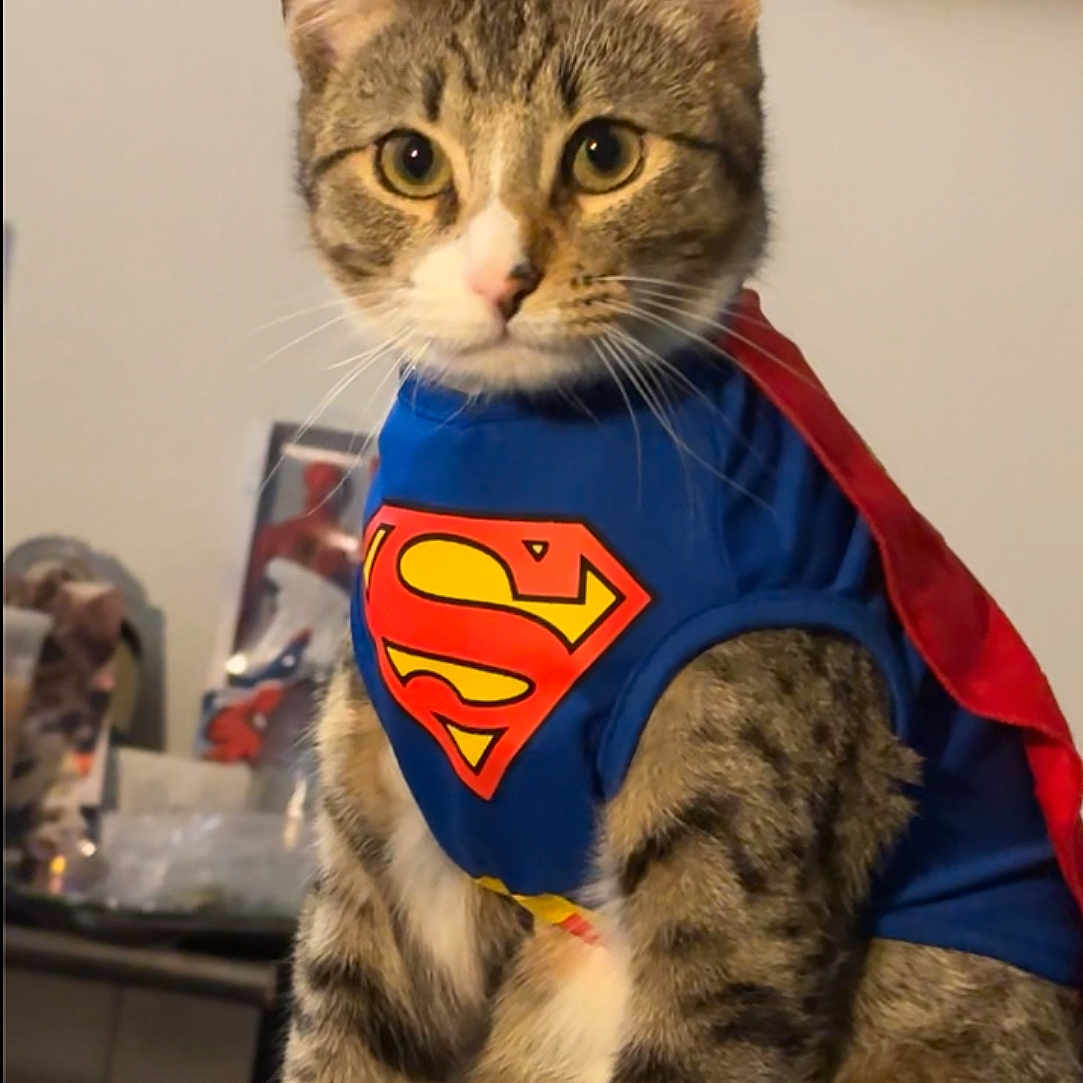 Dash is registered to the contest to win money with this photo: abyssinian, accessories, animal, cape, cat, clothing, egyptiancat, formalwear, kitten, manx, pet, tie