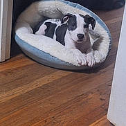 Tinkerbell joined the competition — help win amazing prizes! dog, pet_bed, black_and_white, wooden_floor, indoor, relaxed, lying_down, canine, fur, animal, domestic, comfortable, resting, cute, companion, household, cozy, looking_at_camera, quiet, calm