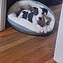 dog, pet_bed, black_and_white, wooden_floor, indoor, relaxed, lying_down, canine, fur, animal, domestic, comfortable, resting, cute, companion, household, cozy, looking_at_camera, quiet, calm
