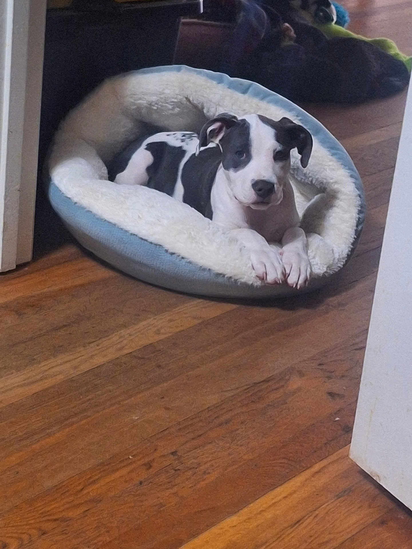 Tinkerbell joined the competition — help win amazing prizes! dog, pet_bed, black_and_white, wooden_floor, indoor, relaxed, lying_down, canine, fur, animal, domestic, comfortable, resting, cute, companion, household, cozy, looking_at_camera, quiet, calm