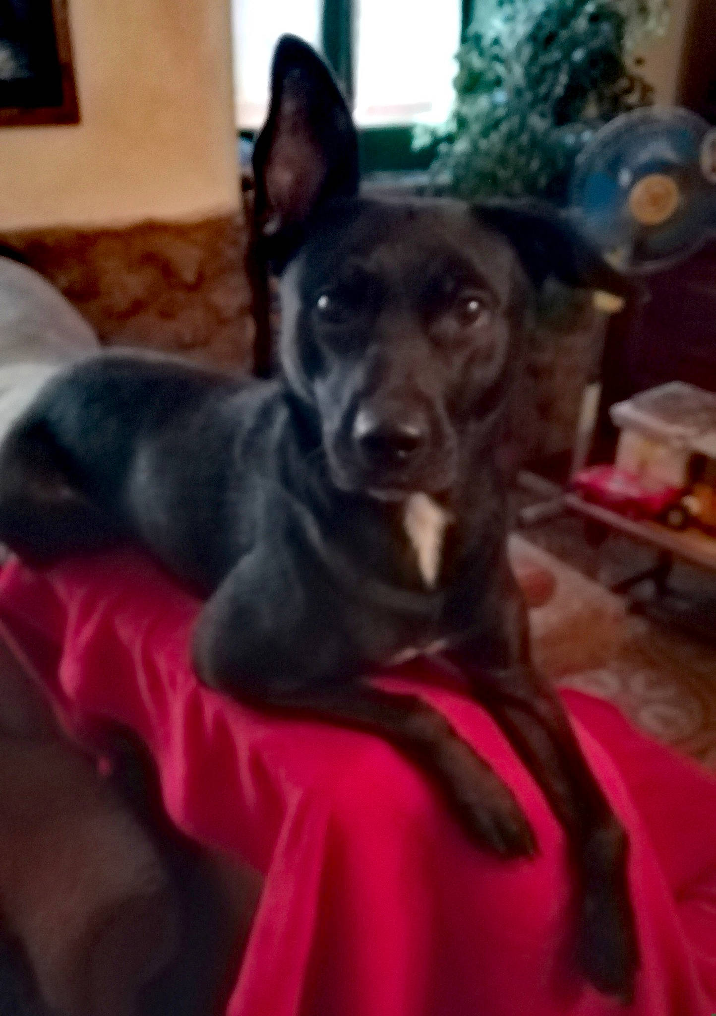 Chupa a rejoint le concours — aidez-le/la à gagner de superbes lots ! canidae, carnivore, dog, dog_breed, ear, formosan_mountain_dog, german_shepherd_dog, labrador_retriever, mammal, non_sporting_group, puppy, sporting_group, thai_ridgeback, vertebrate