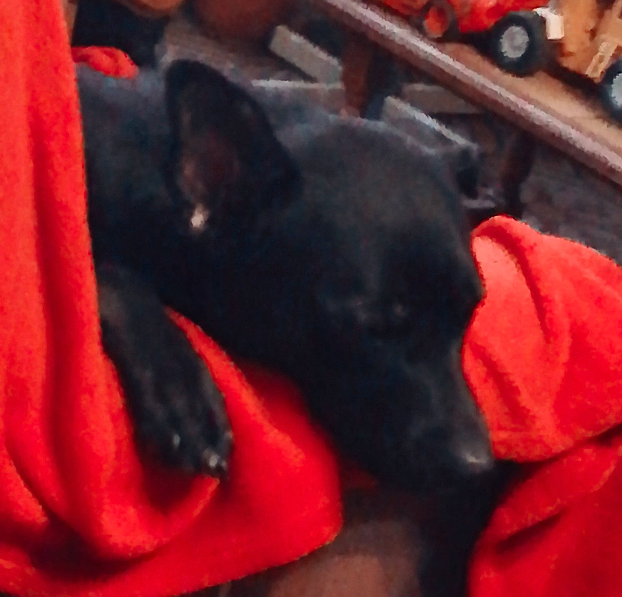 Chupa participe au concours pour gagner de l'argent avec cette photo : black_cat, canidae, carnivore, cat, dog, dog_breed, felidae, mammal, nap, non_sporting_group, red, small_to_medium_sized_cats, snout, whiskers