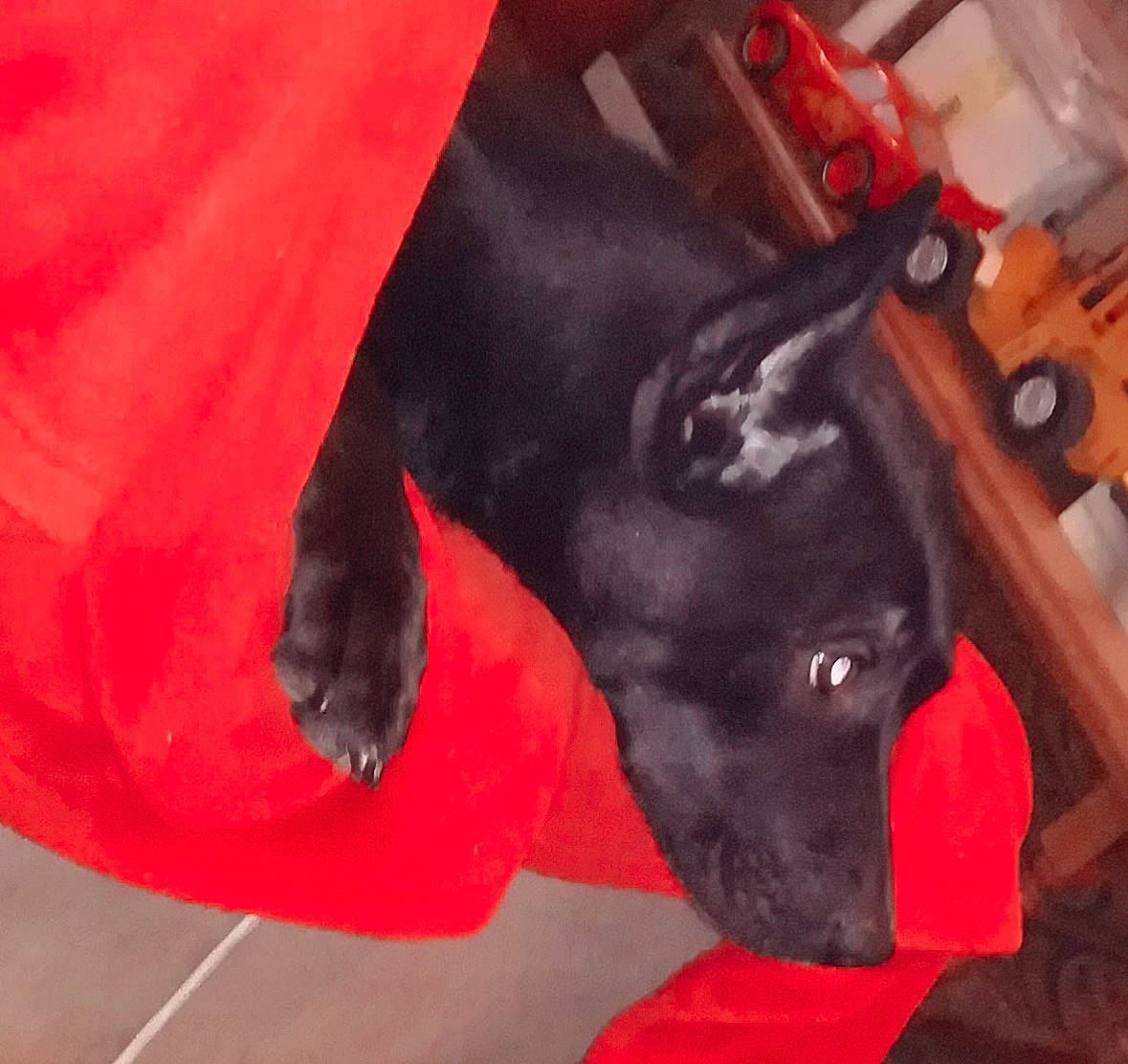 Chupa a rejoint le concours — aidez-le/la à gagner de superbes lots ! canidae, carnivore, dog, dog_breed, formosan_mountain_dog, guard_dog, non_sporting_group, red, snout, sporting_group