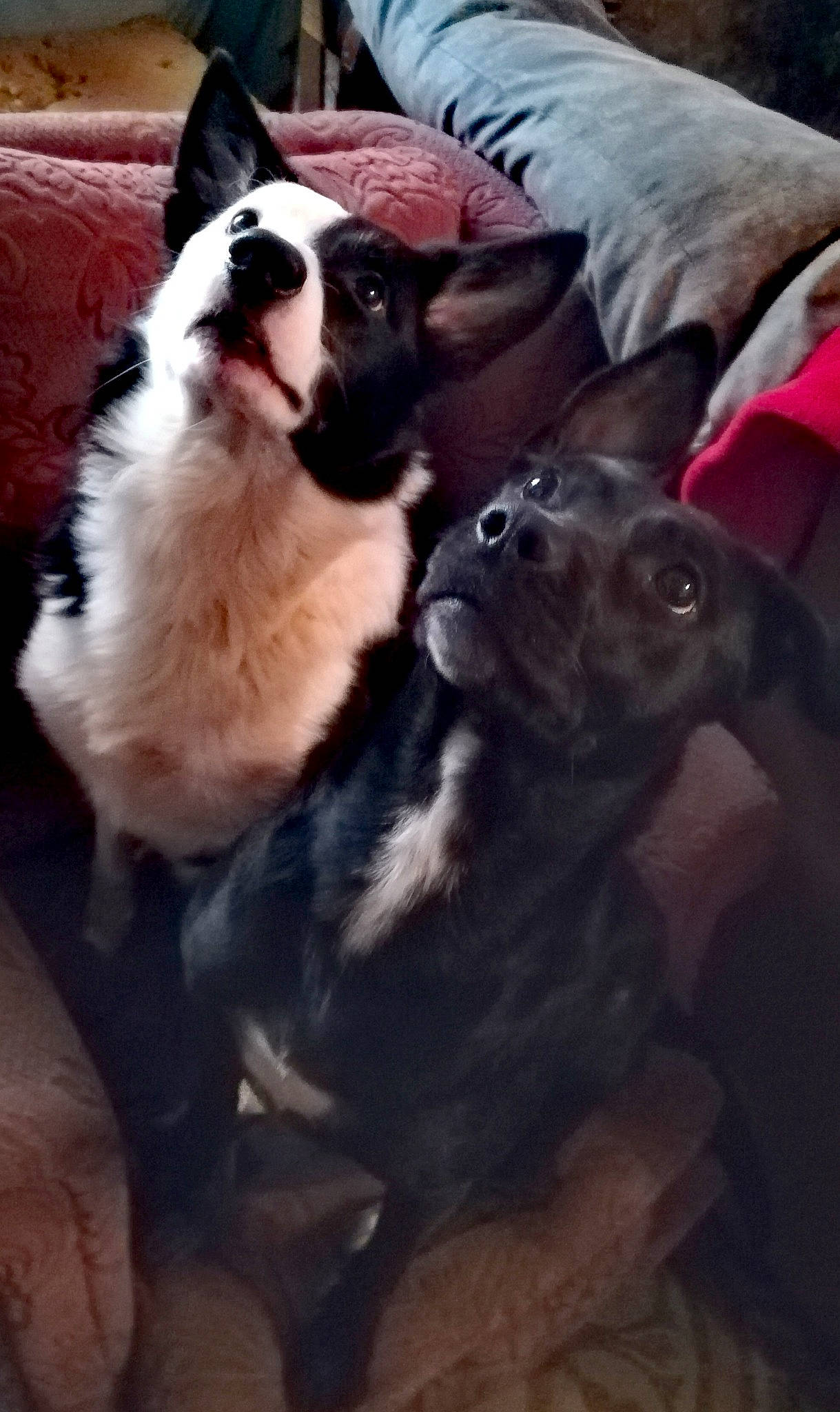 Chupa participe au concours pour gagner de l'argent avec cette photo : boston_terrier, canidae, carnivore, cat, companion_dog, dog, dog_breed, fawn, french_bulldog, mammal, non_sporting_group, nose, puppy, snout