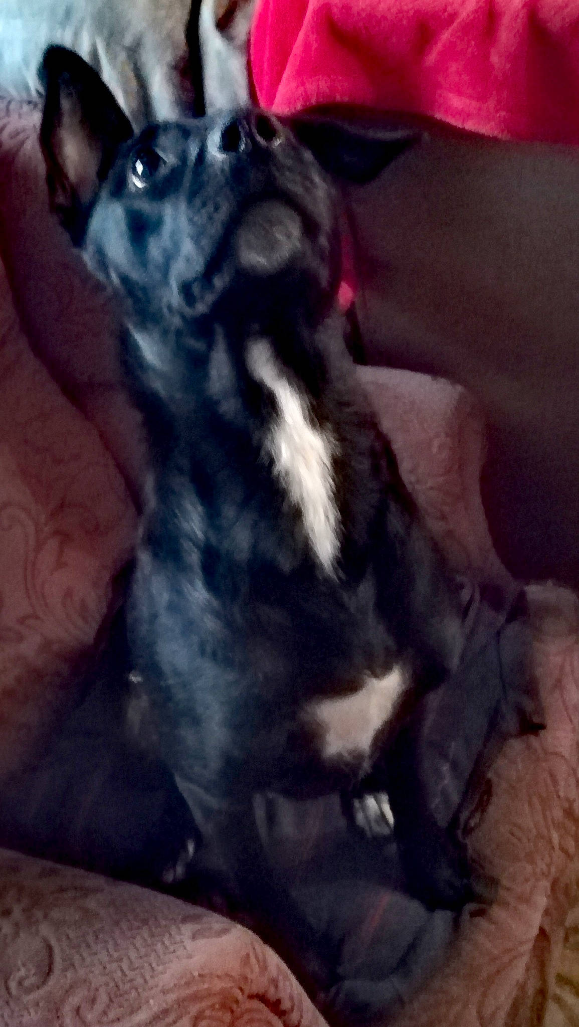 Chupa participe au concours pour gagner de l'argent avec cette photo : boston_terrier, canidae, carnivore, cat, chihuahua, companion_dog, dog, dog_breed, ear, french_bulldog, mammal, non_sporting_group, puppy, whiskers