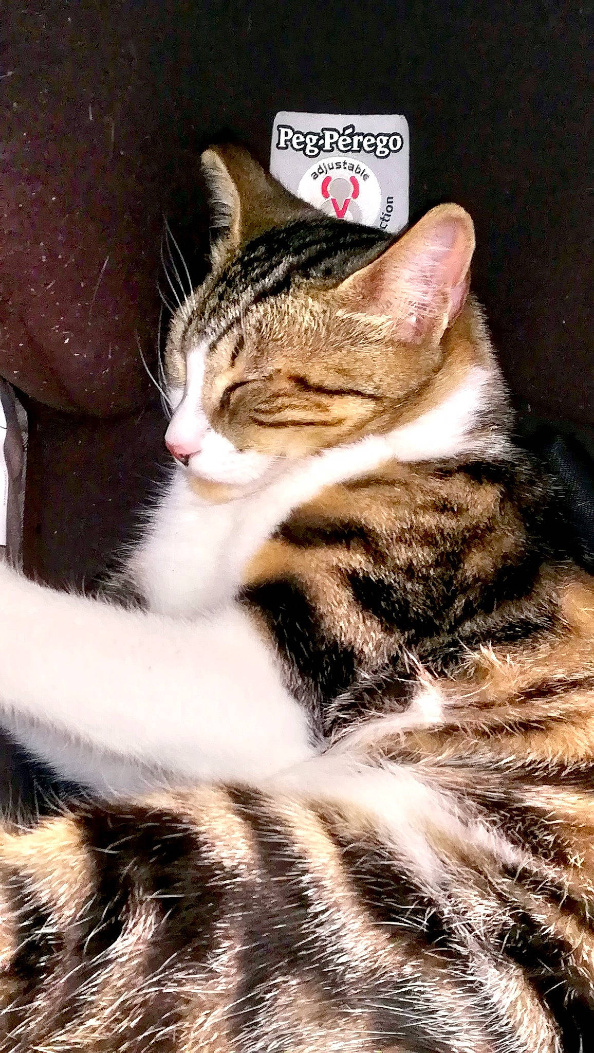 Nana a rejoint le concours — aidez-le/la à gagner de superbes lots ! aegean_cat, american_shorthair, american_wirehair, asian, california_spangled, carnivore, cat, domestic_short_haired_cat, dragon_li, european_shorthair, felidae, fur, kitten, mammal, paw, small_to_medium_sized_cats, snout, tabby_cat, whiskers