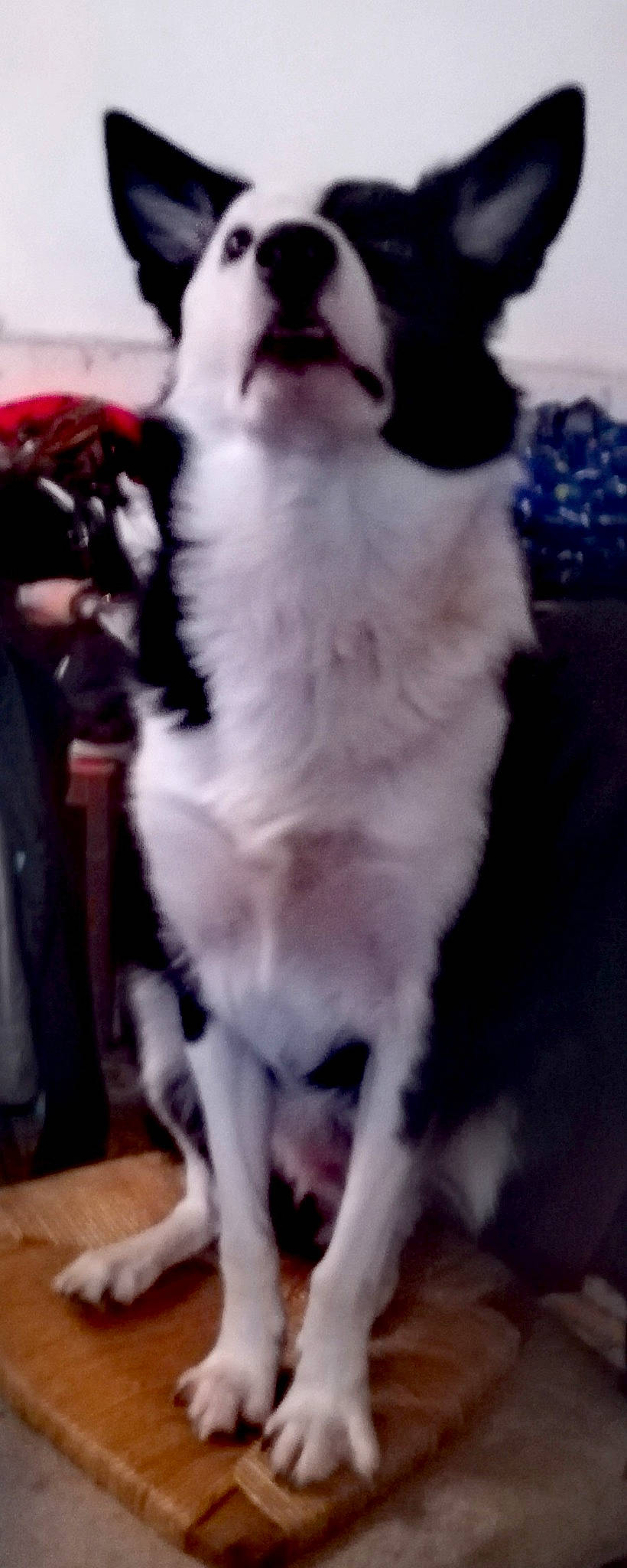 Dick a rejoint le concours — aidez-le/la à gagner de superbes lots ! border_collie, canidae, carnivore, companion_dog, dog, dog_breed, fur, mammal, siberian_husky, snout, sporting_group, vertebrate, whiskers, working_dog