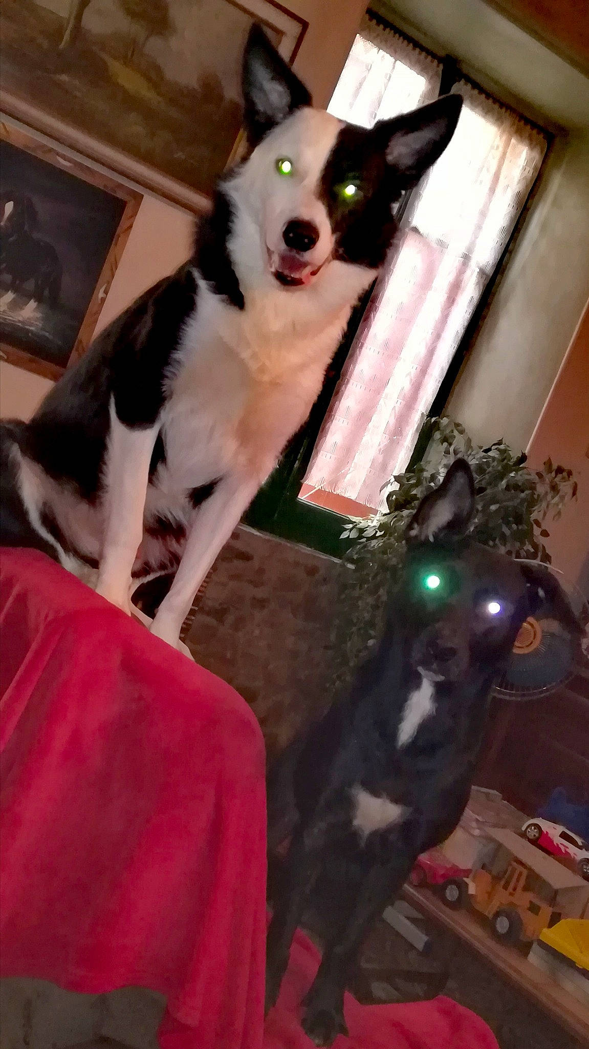 Dick a rejoint le concours — aidez-le/la à gagner de superbes lots ! border_collie, canidae, carnivore, dog, dog_breed, fur, herding_dog, karelian_bear_dog, laika, mammal, siberian_husky, snout, tail, whiskers