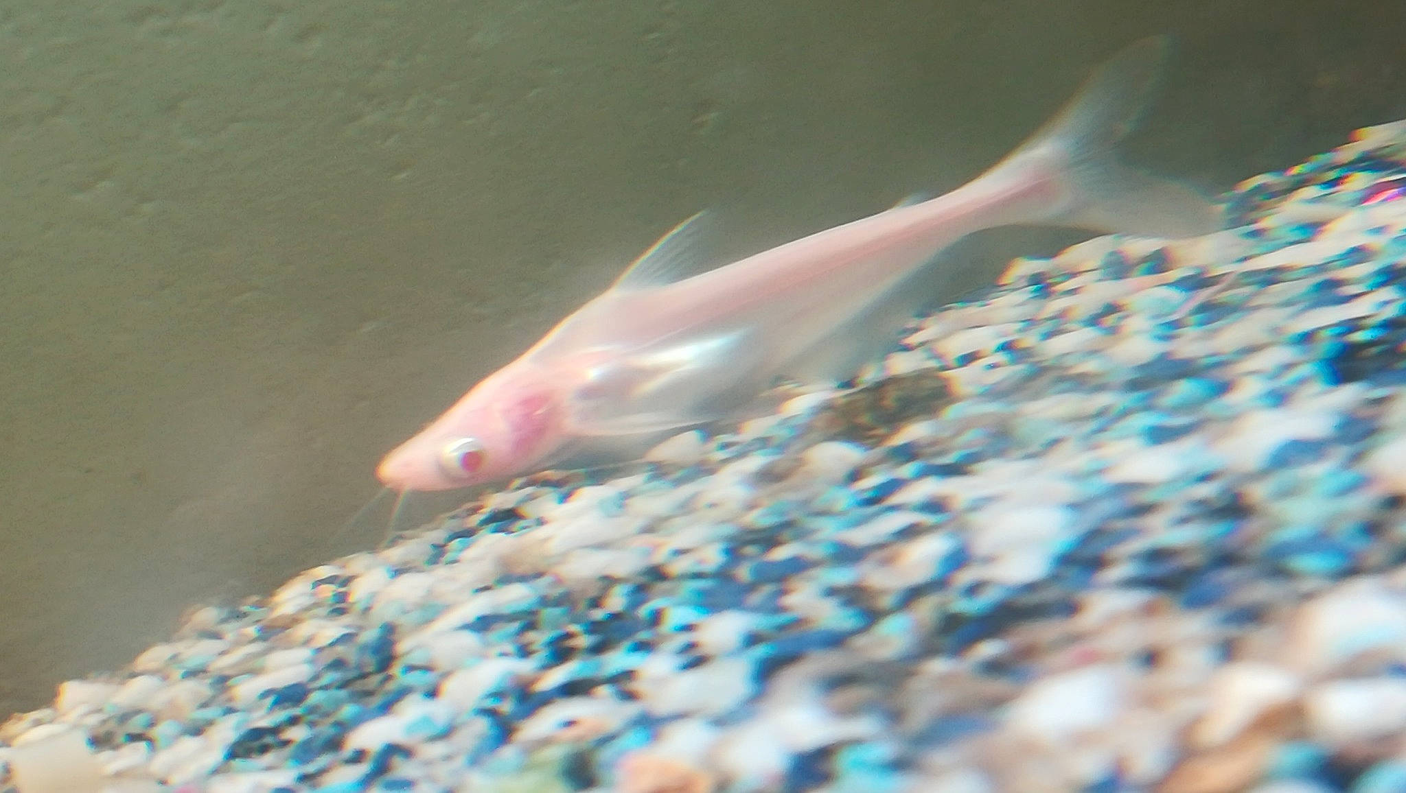 Requin Albinos participe au concours pour gagner de l'argent avec cette photo : aquarium, feeder_fish, fin, fish, marine_biology, organism, pink, tail, underwater