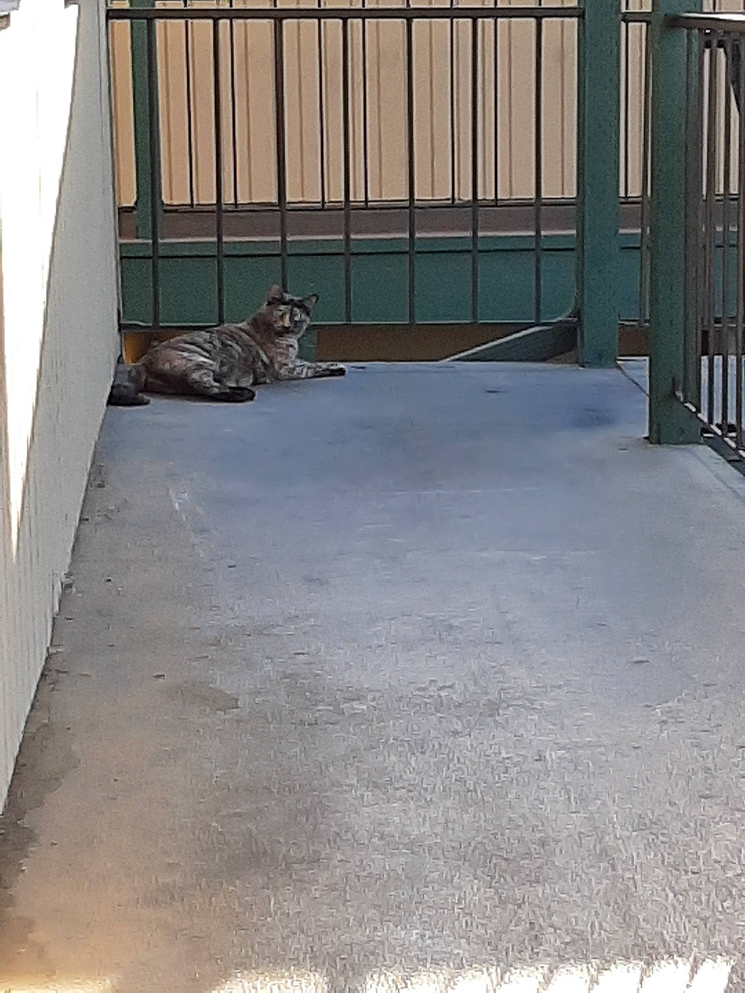 Jazzie is registered to the contest to win money with this photo: concrete, floor, flooring