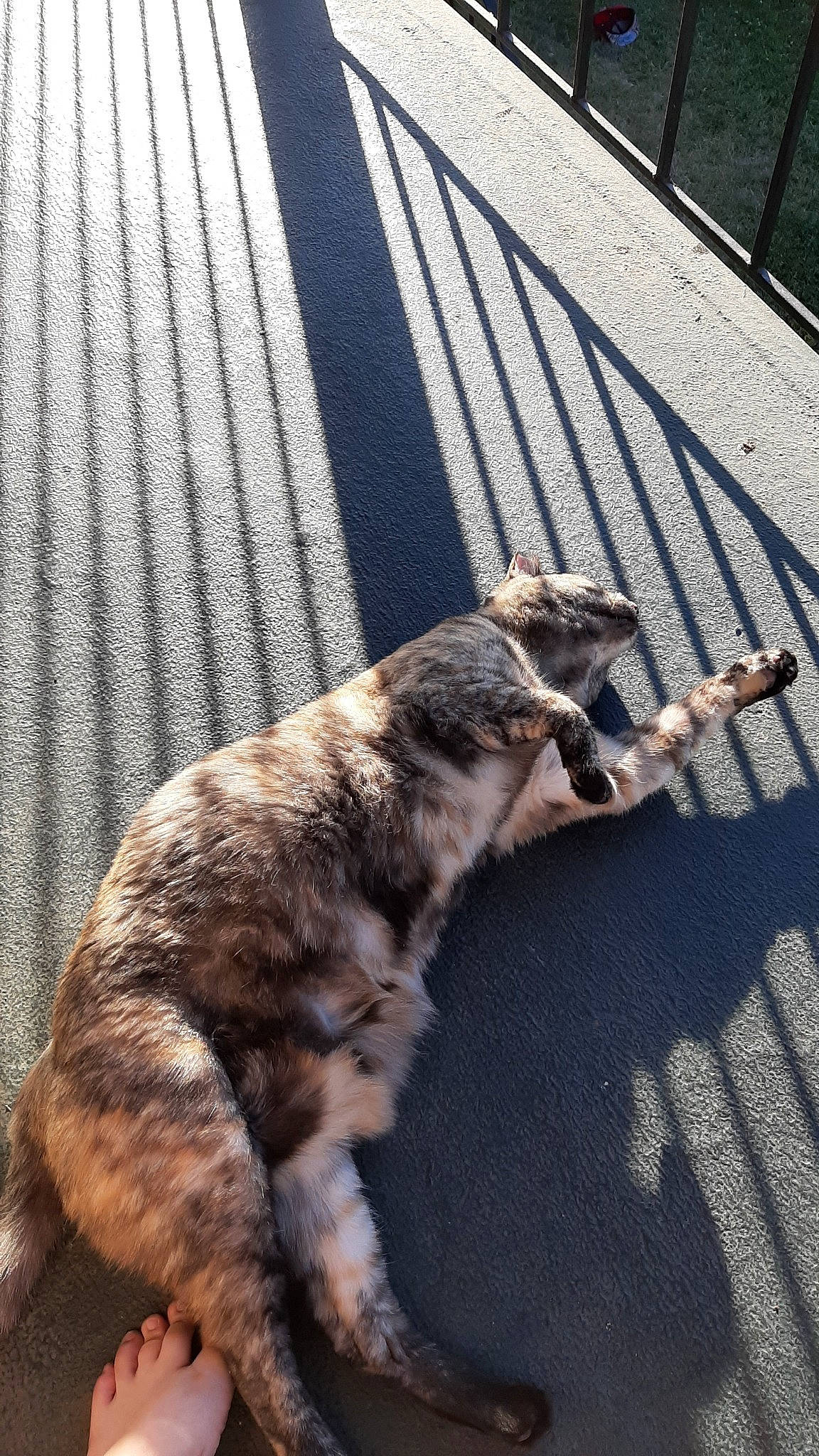 Jazzie joined the competition — help win amazing prizes! carnivore, cat, claw, domestic_short_haired_cat, dragon_li, european_shorthair, felidae, shadow, small_to_medium_sized_cats, snout, tail, whiskers