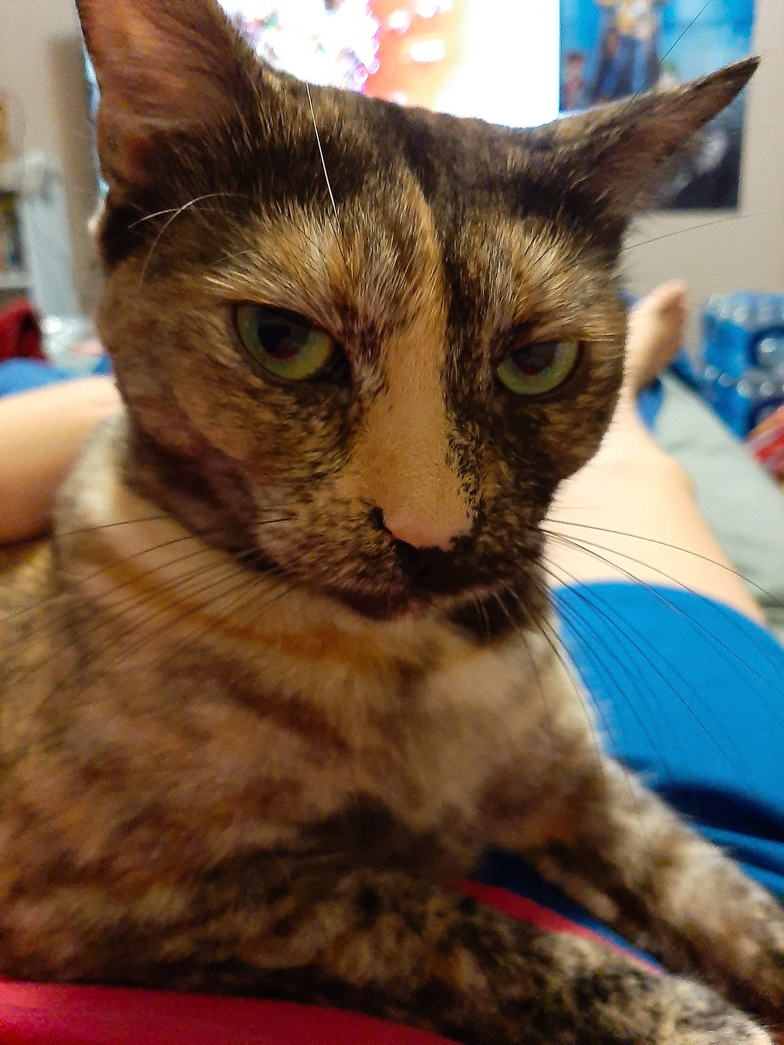 Jazzie is registered to the contest to win money with this photo: aegean_cat, asian, california_spangled, carnivore, cat, domestic_short_haired_cat, dragon_li, european_shorthair, felidae, fur, german_rex, kitten, mammal, oriental_longhair, oriental_shorthair, small_to_medium_sized_cats, snout, tabby_cat, vertebrate, whiskers