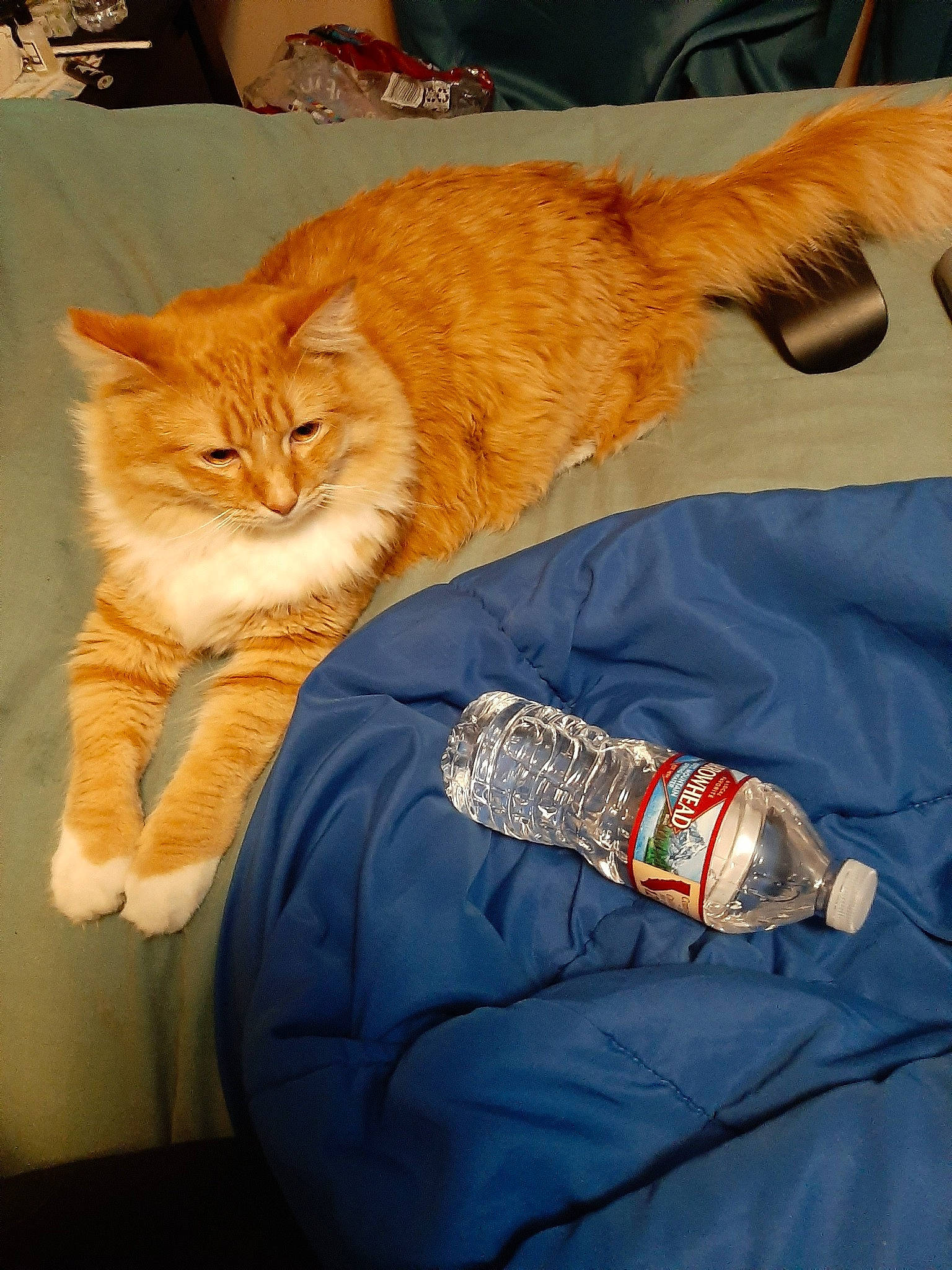 Fluffy is registered to the contest to win money with this photo: carnivore, cat, domestic_short_haired_cat, european_shorthair, felidae, kitten, pixie_bob, small_to_medium_sized_cats, tabby_cat, whiskers