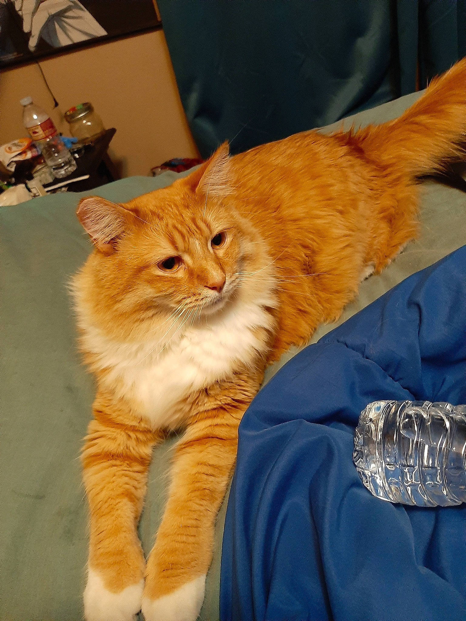 Fluffy joined the competition — help win amazing prizes! asian_semi_longhair, carnivore, cat, cymric, domestic_long_haired_cat, european_shorthair, fawn, felidae, fur, kitten, kurilian_bobtail, maine_coon, mammal, norwegian_forest_cat, ragamuffin, siberian, small_to_medium_sized_cats, tabby_cat, tail, whiskers