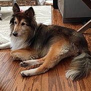 Jerzie joined the competition — help win amazing prizes! black, brown, calm, cozy, dog, domestic_animal, ears, fluffy, furniture, home, indoor, living_room, lying_down, pet, plant, rug, shetland_sheepdog, tail, white, wooden_floor