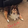 Jerzie is registered to the contest to win money with this photo: dog, carpet, bandage, paw, fur, indoor, couch, brown, white, black, pet, animal, relaxed, lying_down, canine, home, furniture, floor, domestic, comfort