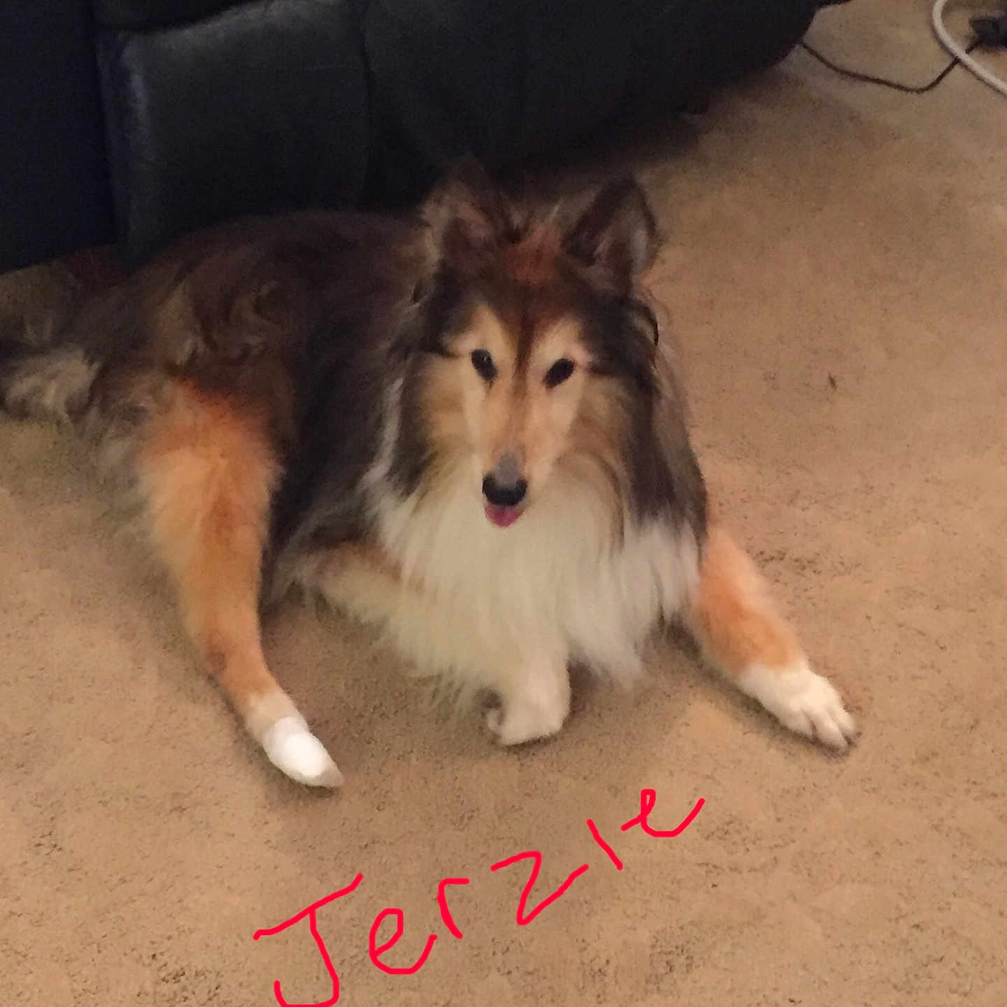 Jerzie is registered to the contest to win money with this photo: dog, carpet, bandage, paw, fur, indoor, couch, brown, white, black, pet, animal, relaxed, lying_down, canine, home, furniture, floor, domestic, comfort