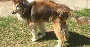 Jerzie is registered to the contest to win money with this photo: animal, bushes, canine, daytime, dog, fur, garden, grass, leaves, multi-colored, nature, outdoor, pet, scruffy, shadow, shrubbery, sidewalk, sunlight, tree, walking_path