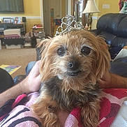 Babie is registered to the contest to win money with this photo: animal, black_fur, brown_fur, carpet, couch, cute, dog, furniture, hand, home, indoors, lamp, lap, living_room, person, pet, portrait, relaxing, small_dog, tiara