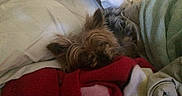 Babie is registered to the contest to win money with this photo: bed, blanket, brown_fur, comfort, cozy, dog, domestic, fur, fur_texture, green_blanket, indoor, pet, pillow, red_blanket, relaxation, resting, sleeping, small_dog, snug, white_pillow