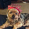 Babie is registered to the contest to win money with this photo: animal, black_and_brown_fur, brown_dog, canine, carpet, celebration, companion, cute, dog, domestic_animal, fireplace, furry, happy_new_year, headband, holiday, indoor, looking_at_camera, pet, resting, small_dog