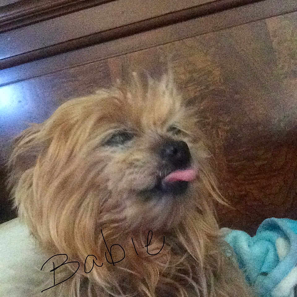 Babie joined the competition — help win amazing prizes! animal, bed, blanket, brown_fur, close_up, companion, cute, dog, domestic_animal, expression, face, fluffy, furry, indoor, pet, portrait, resting, scruffy, tongue_out, wooden_headboard