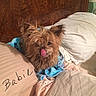 Babie is registered to the contest to win money with this photo: animal, bed, blanket, comfort, cozy, cute, dog, domestic, fur, furniture, indoor, licking_nose, pet, pillow, playful, resting, sleeping_area, small_dog, tongue, wooden_headboard