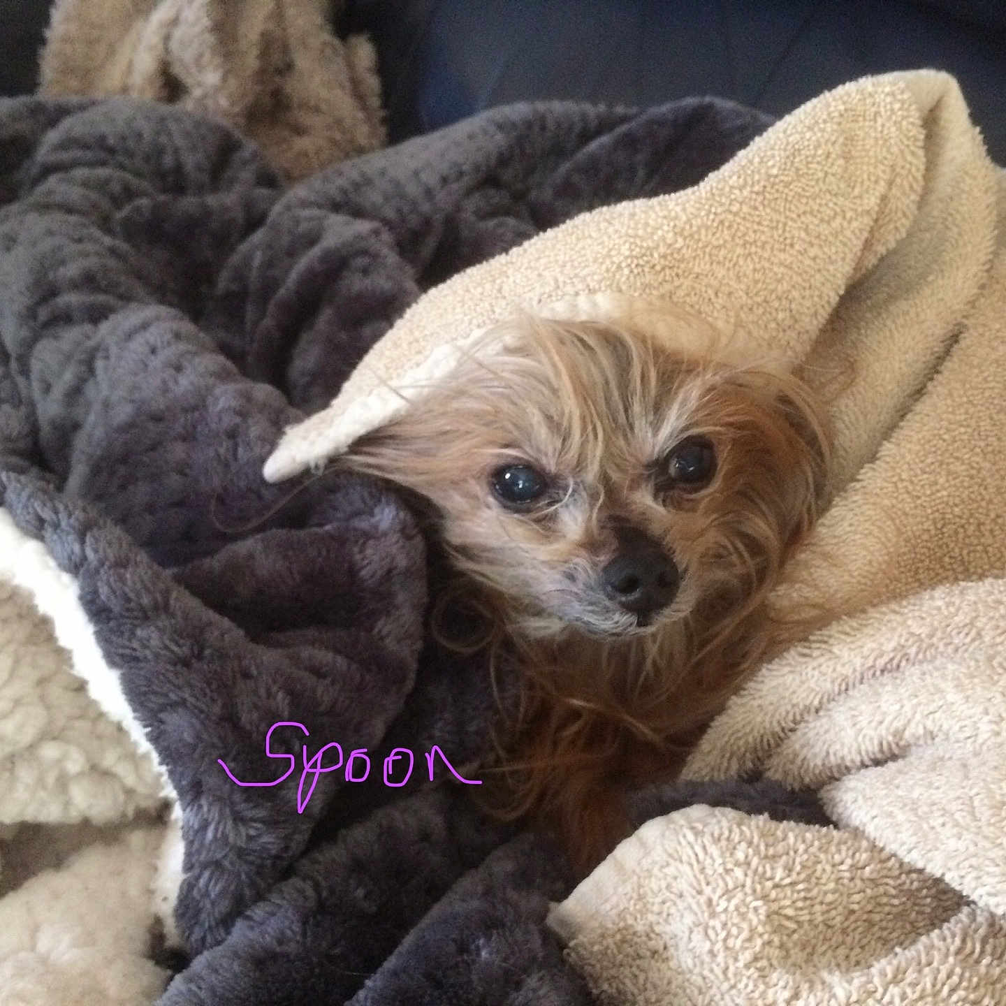 Spoon