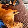 animal, brown_couch, canine, closeup, companion, cozy, cute, dachshund, dog, fur, home, indoor, nap, peaceful, pet, relaxation, resting, sleeping, texture, two_dogs