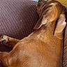 animal, brown_fur, canine, closeup, comfort, couch, cozy, dog, fur, home, indoor, paw, peaceful, pet, quiet, relaxed, resting, sleeping, soft, texture
