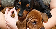 Moose And Rimshot joined the competition — help win amazing prizes! puppy, dog, pet, cute, animal, brown, black, tan, person, arms, holding, indoor, wooden_chair, casual_clothing, cozy, close_up, adorable, young_dog, companion, home