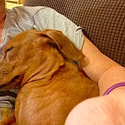Moose And Rimshot joined the competition — help win amazing prizes! dog, brown_dog, sleeping, person, arm, couch, indoor, cozy, relaxation, pet, companion, comfort, nap, closeup, furniture, casual_clothing, resting, domestic, animal, human