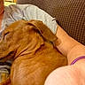 animal, arm, brown_dog, casual_clothing, closeup, comfort, companion, couch, cozy, dog, domestic, furniture, human, indoor, nap, person, pet, relaxation, resting, sleeping