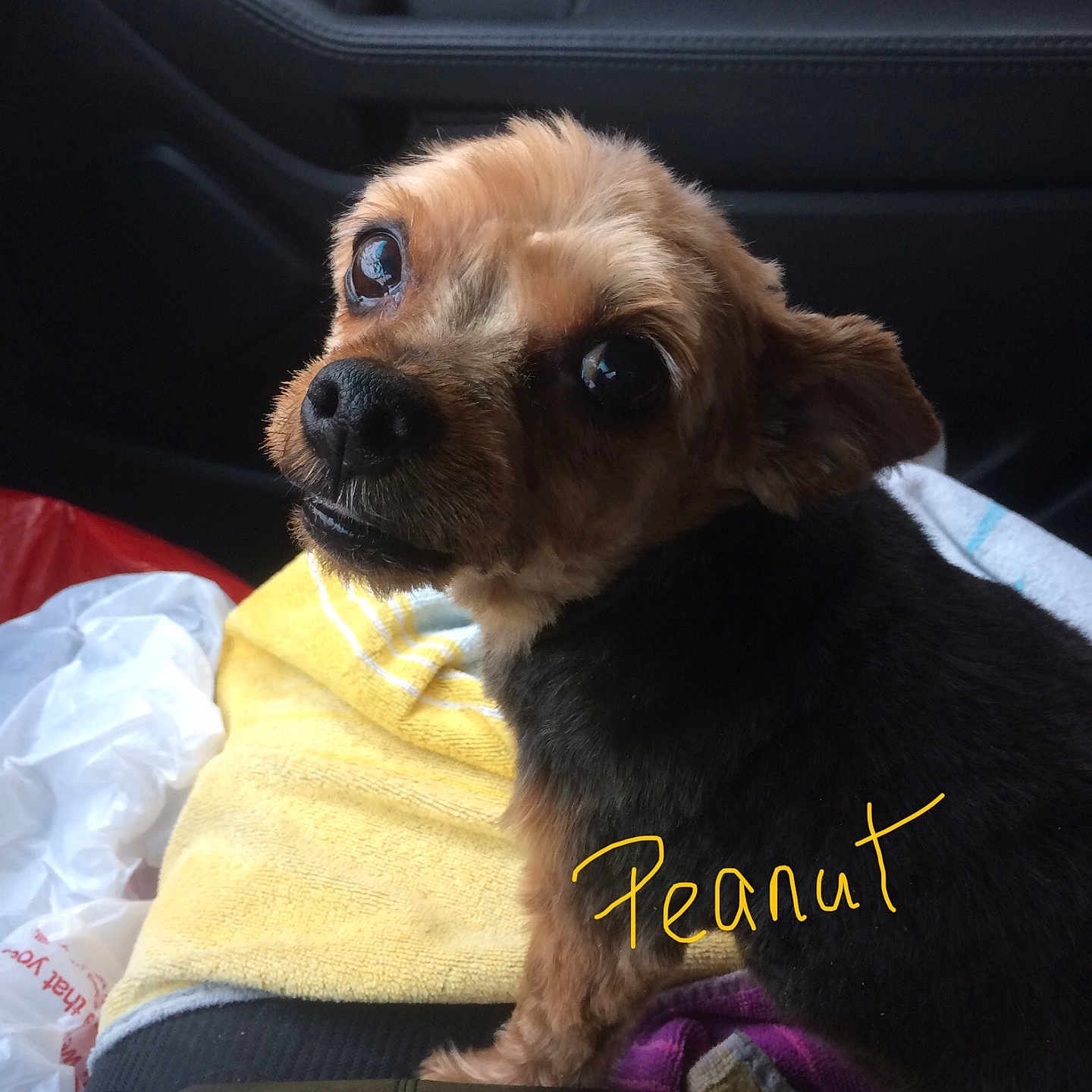 Peanut