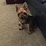 Peanut is registered to the contest to win money with this photo: dog, small_dog, carpet, indoor, pet, leather_couch, curious, ears, brown_fur, sitting, floor, home, animal, companion, cute, fur, canine, looking_up, domestic, cozy